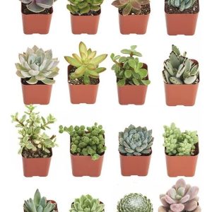 Comprar Suculentas | Colección Única | Surtido De Plantas Su