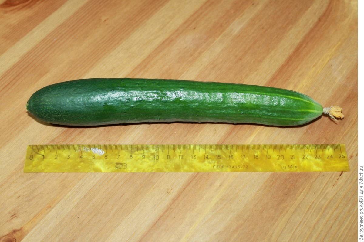 Semillas Pepino Emelya Gigante Burpless Para Decapado Vegeta