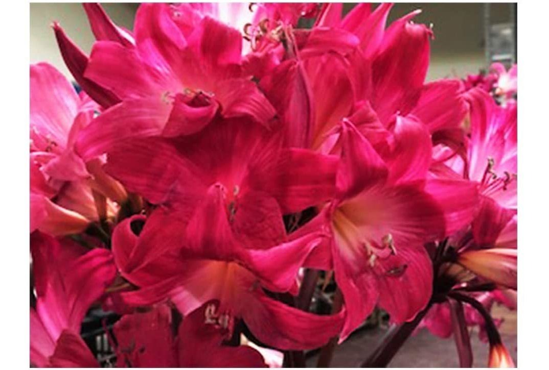 Amaryllis Belladonna - Juego De 3 Bombillas Medianas, Color