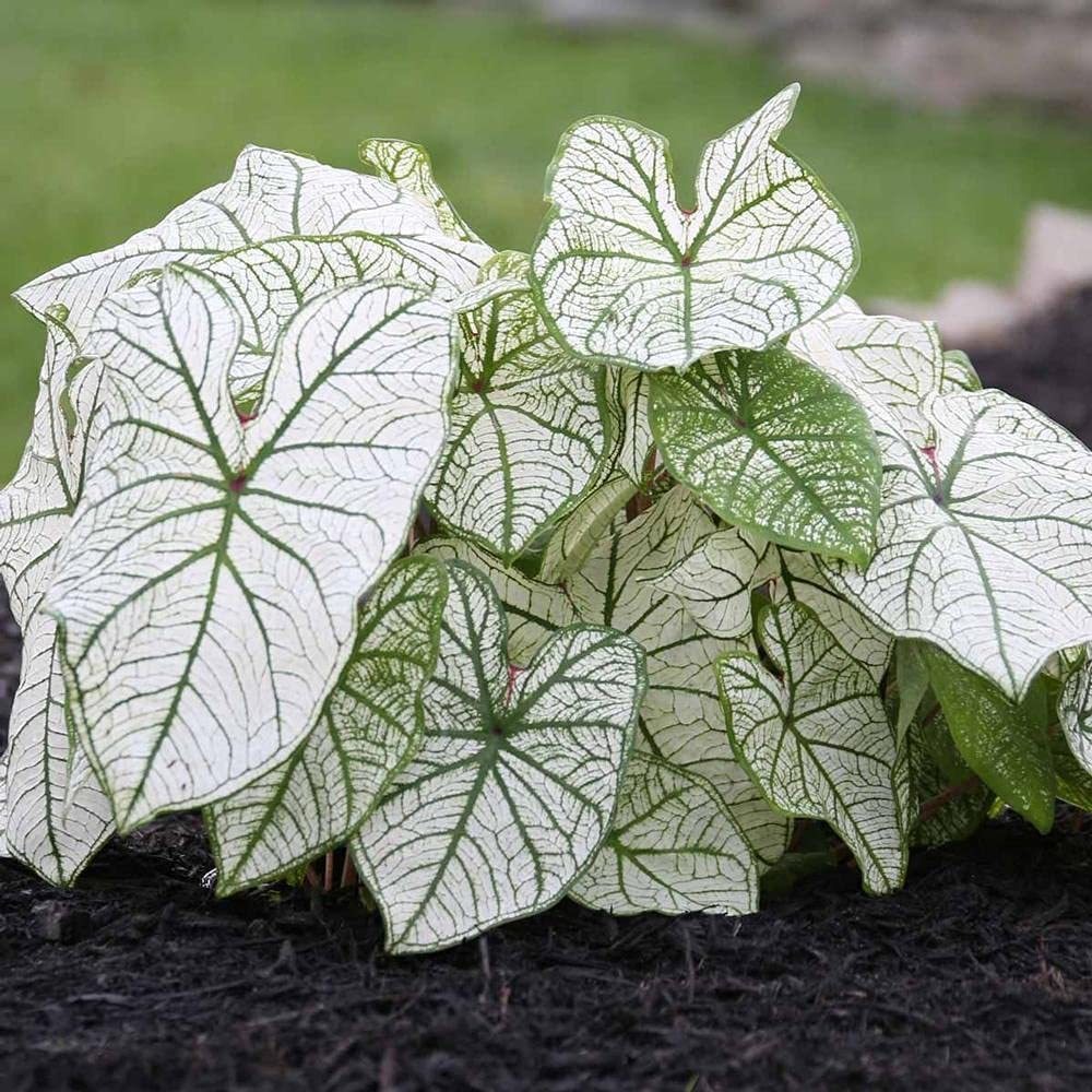 Utopiaseeds Candidum Caladium Bulbo - Hoja De Caladio - 1 Ra