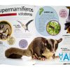 Animales con Superpoderes, Megafauna, Maravillas de la Naturaleza, 5 - 10 años - Imagen 3