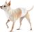 Amazon Basics Envoltura para perros machos, pañales desechables