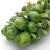 Davids Garden Seeds Brussels Sprouts Long Island Mejorado 1
