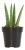 Planta De Serpiente Dedos, Sansevieria Cylindrica, Dracaena