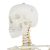 Zeny Vida Tamaño 70.8  Modelo Del Esqueleto Humano Anatómico