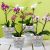 Juego De 10 Macetas De Orquídeas Transparentes Con Agujeros