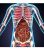 Organos Del Cuerpo Humano Sistema Esquelético 3d Ilustración
