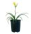 Hemerocallis Happy Returns