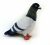 Adore 10  Juguetes De Peluche De Felpa Rocky The Pigeon