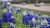 Utopiaseeds Texas Bluebonnet Seeds – Texas State Flower – Ap
