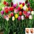 Dos Bombillas De Tulipanes Mixtos De Tulipanes De Colección