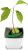 Avoseedo Juego De Tazones Crecer Su Propio Árbol De Aguacate