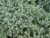 Blue Star Juniper (juniperus Squamata Blue Star) – Planta