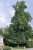 Jurásico Ginkgo | Semillas De Árboles Kit De Crecimiento | L
