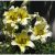 Lily Asiatic – Bombillas De Lirio Mixtas De Color Lirio, Bom