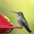 Tatuo 24 Piezas Comederos De Colibrí De Repuesto Para Alimen
