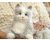 Entretenimiento Para Todos Los Gatos, B7594, 1