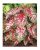 Carolyn Whorten Caladium – Bombilla De Tamaño Superior – Zon