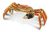 Sonia Joyas Crabulous Naranja Grande Del Cangrejo Rojo Cajas
