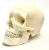 Cráneo Humano Adulto Numerada Modelo Anatómico, De Calidad M