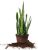 Perfect Plants Sansevieria Trifasciata Zeylanica Serpiente P