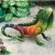 Bits And Pieces – Kiwi La Iguana Tropical – Jardín Al Aire L