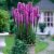 Nika Seeds – Flores Blazing Star Pink Liatris – 50 Semillas