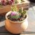 Plantas De Cactus (mezcla De 6), Plantas De Cactus Mammillar
