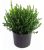 Buxus Macro. Asiat. Baby Gem (boxwood) Evergreen, #3 – Tam