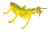 Saber Del Insecto Orar Etapas Del Ciclo De Vida Mantis