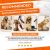 Hq Control Mascotas Secador De Pelo Para Perros Y Gatos | Po