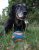 Chuckit Bola Ultra Squeaker Para Perros Pequeños, Pequeño