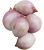 Burpee Ambition Hybrid Shallot Seeds 300 Semillas