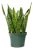 Livetrends/urban Jungle Sansevieria Rayas En Maceta Cultivad