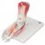 3b Scientific M34 / 1 Modelo Del Esqueleto Del Pie Con Ligam