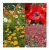 David S Colección De Semillas De Jardín Set Flor Amapola W7