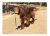 Fetch Cola De Zorra – Cola De Zorra De La Bola Para Perros –