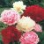 Semillas De 50 Piezas Peony Mix Seeds | Sin Ogm | Semillas D