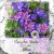 Semillas De Clematis Para Plantar, Sin Omg, Fácil Cultivo, S