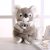 Lazada Mamá Koala Celebrar Bebé Koala De Peluche De La Felpa