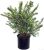 Spiraea Nipponica Snowmound (spirea) Arbusto, #3 – Contene
