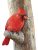 Collections Etc – Figura Decorativa De Cardenal De Resina Te
