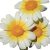 1000 Semillas  Guirnalda Daisy  Perenne, Pleno Sol Daisy