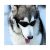 Petleso Perro Grande Gafas De Sol Ultravioleta Gafas Gafas G