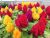 Nika Seeds – Flores Plumed Gallo Gigante Mix Multicolor – 25