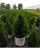 Planta Viva De Green Promise Farms Thuja Occidentalis Polo