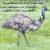Emu Oil Pure Premium Golden Powerful Skin And Hair Moisturiz