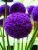 Molotos – 100 Flores Gigantes De Allium Giganteum Flor Púrpu