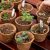 36 Pack Coco Coir Planter Nursery Pots- 2.5 Biodegradable S