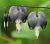 20 Piezas Negro Sangrado Corazón Semillas Dicentra Spectabil